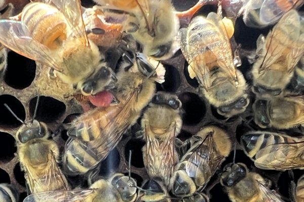 庭・ベランダで始めるバックヤード養蜂入門