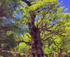 蒲生の大楠　日本一大きい木