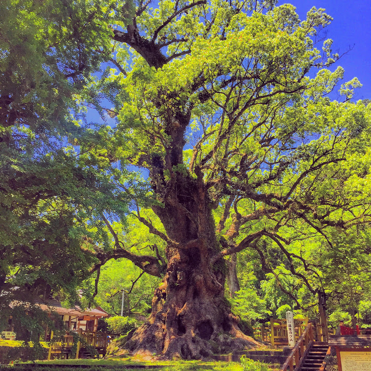 蒲生の大楠　日本一大きい木